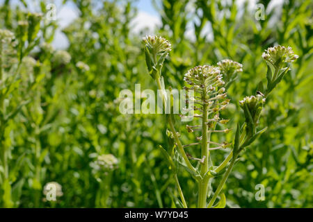 Hoary Kresse (Lepidium cardamine/Cardaria cardamine) einem Südeuropäischen Arten lange naturialised in Großbritannien, blühen auf kommunalem Abwasser Boden, Salisbury, Großbritannien, April. Stockfoto