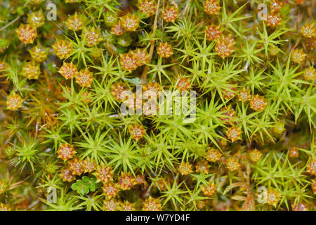 Blick von oben auf die Juniper haircap Moss (Polytrichum juniperinum) mit Männlichen gametophytes Lager Blume wie antheridia, Bodmin Moor, Cornwall, UK, Mai. Stockfoto