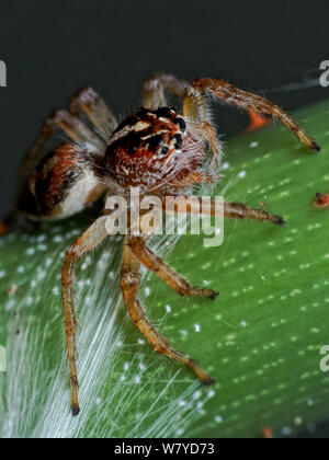 Frigga jumping Spider (Der), Makro der Spinne auf ein Blatt von einem tropischen Garten, zeigt die Spinne Augen im Detail Stockfoto