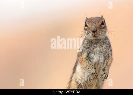 Barbary Erdhörnchen (Atlantoxerus Getulus) Fuerteventura, Kanarische Inseln. Aus Nordafrika eingeführt. Stockfoto