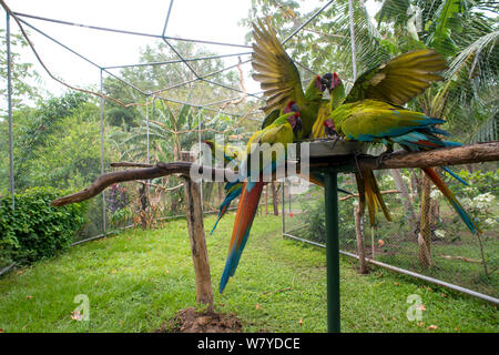 Großen grünen Aras (Ara ambiguus) Fütterung und Streitereien. El Manantial Macaw Heiligtums, Costa Rica Stockfoto