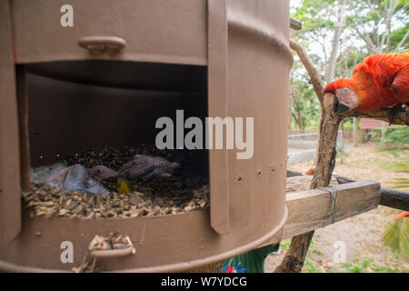 Hellrote Ara (Ara macao) Küken in künstlichen Nest, El Manantial Macaw Heiligtum, Costa Rica. Stockfoto