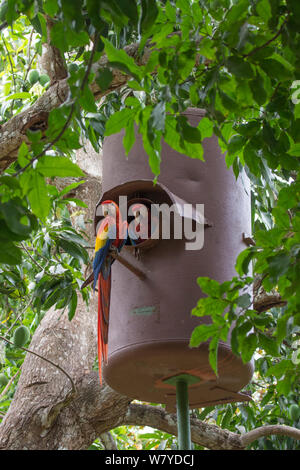 Hellrote Ara (Ara macao) in künstlichen Nest hole, El Manantial Macaw Heiligtum, Costa Rica. Stockfoto