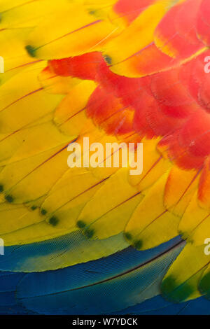 Hellroten Aras (Ara Macao) Nahaufnahme von Federn, El Manantial Ara Sanctuary, Costa Rica. In Gefangenschaft. Stockfoto