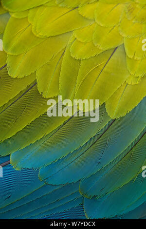 Großen grünen Ara (Ara ambiguus) Nahaufnahme von Federn, El Manantial Macaw Heiligtum, Costa Rica. Gefangen. Stockfoto