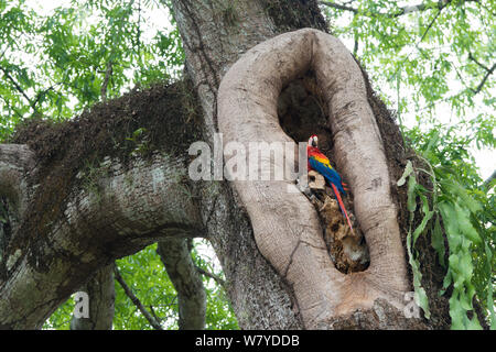 Hellrote Ara (Ara macao) im Nest Loch, Costa Rica Stockfoto