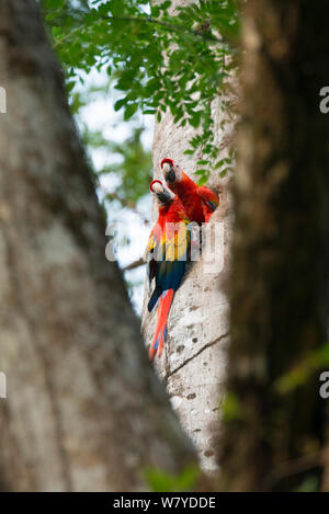 Hellrote Ara (Ara macao) nach Paar am Nest Loch, Costa Rica Stockfoto