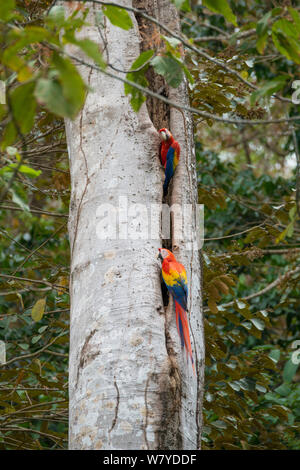 Hellrote Ara (Ara macao) nach Paar am Nest hole. Costa Rica Stockfoto