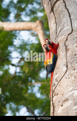 Hellrote Ara (Ara macao) nach Paar am Nest Loch, Costa Rica Stockfoto