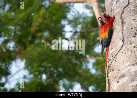 Hellrote Ara (Ara macao) nach Paar am Nest Loch, Costa Rica Stockfoto