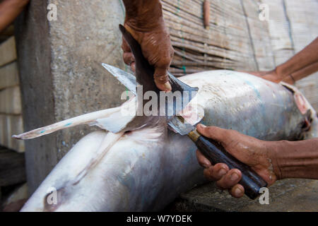 Mann entfernen flossen der Mako Shark (Isurus oxyrinchus), Fischmarkt, Bali, Indonesien, September 2014. Gefährdete Arten. Stockfoto