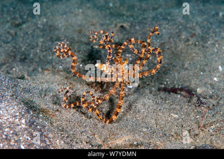 Wunderpus (Wunderpus photogenicus) Landung wieder auf den Sand nach dem Schießen auf die Oberfläche aufgrund der extremen Stress. Lembeh Strait, Nord Sulawesi, Indonesien. Stockfoto