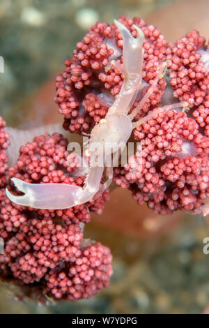 Gekrönt coral Crab (Quadrella coronata) auf weichen Korallen. Lembeh Strait, Nord Sulawesi, Indonesien. Stockfoto