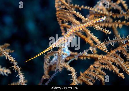 Sägeblatt Garnelen (Tozeuma armatum) auf Gorgonien, Lembeh Strait, Nord Sulawesi, Indonesien. Stockfoto