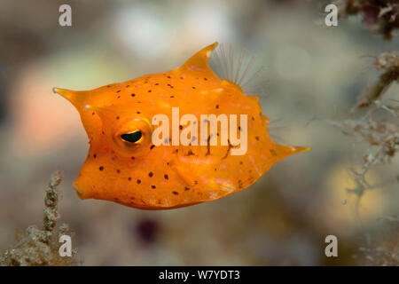 Juvenile longhorn Cowfish (Lactoria cornuta) Lembeh Strait, Nord Sulawesi, Indonesien. Stockfoto