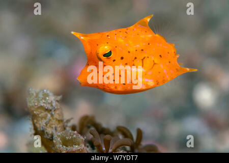 Juvenile longhorn Cowfish (Lactoria cornuta) Lembeh Strait, Nord Sulawesi, Indonesien. Stockfoto