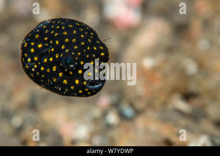 Gefleckte Puffer (Arothron meleagris) Kinder. Lembeh Strait, Nord Sulawesi, Indonesien. Stockfoto