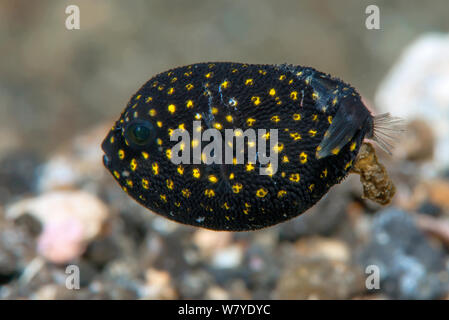 Gefleckte Puffer (Arothron meleagris) juvenile Defecating, Lembeh Strait, Nord Sulawesi, Indonesien. Stockfoto