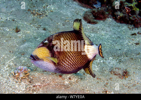 Titan Drückerfisch (Balistoides Viridescens) Fütterung auf Seeigel, Lembeh Strait, Nord Sulawesi, Indonesien. Stockfoto