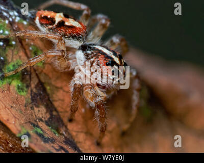 Frigga jumping Spider (Der), Makro der Spinne auf ein Blatt von einem tropischen Garten, zeigt die Spinne Augen im Detail Stockfoto