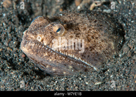 Stargazer snake eel (Brachysomophis cirrocheilos) am Fuchsbau, Lembeh Strait, Nord Sulawesi, Indonesien. Stockfoto