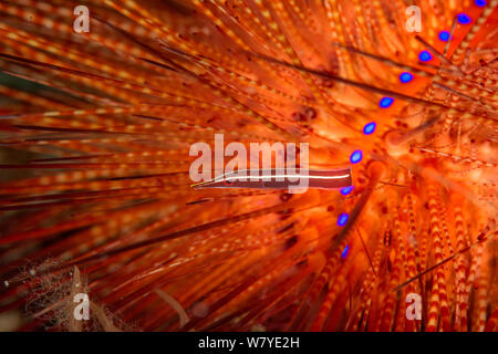 Gelben Streifen Clingfish (Diademichthys Lineatus) Leben in Verbindung mit dem Feuer Urchin (Astropyga Radiata) Lembeh Strait, Nord-Sulawesi, Indonesien. Stockfoto