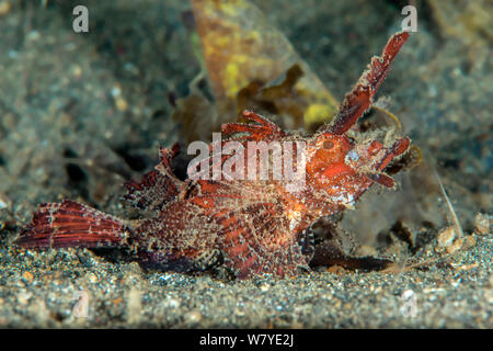 Ambon scorpionfish (Pteroidichthys amboinensis) Lembeh Strait, Nord Sulawesi, Indonesien. Stockfoto