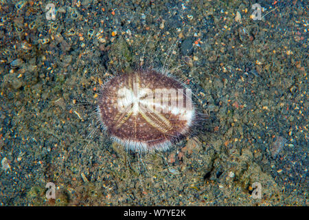 Longspine Seeigel (Maretia planulata Herz) Graben in den Sand, Lembeh Strait, Nord Sulawesi, Indonesien. Stockfoto