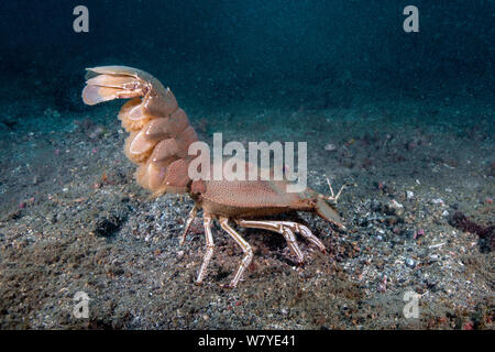 Weibliche orientalische slipper Hummer (Thenus orientalis) mit Eiern, Lembeh Strait, Sulawesi, Indonesien. Stockfoto