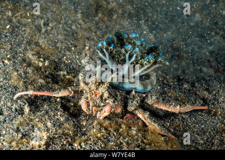 Quallen tragen Crab (Ethusa sp.) mit der Oberseite nach unten tragen - Quallen (Cassiopeia Andromeda). Lembeh Strait, Nord Sulawesi, Indonesien. Stockfoto