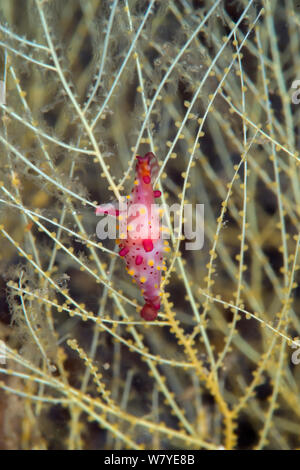 Rosy Spindel cowrie (Phenacovolva rosea) auf Verzweigten Schwarzen Korallen (Antipathes sp) Lembeh Strait, Nord Sulawesi, Indonesien. Stockfoto