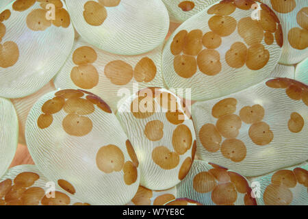 Acoel Plattwürmer (Waminoa sp.) Auf Bubble Coral (Plerogyra sinuosa) Lembeh Strait, Nord Sulawesi, Indonesien. Stockfoto