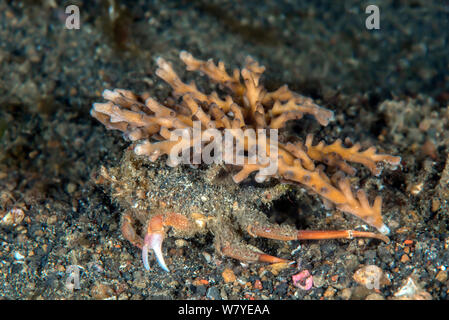 Urchin carrier Crab (Dorippe frascone) Durchführung einer gebrochenen Stück harten Korallen für Camouflage. Lembeh Strait, Nord Sulawesi, Indonesien. Stockfoto