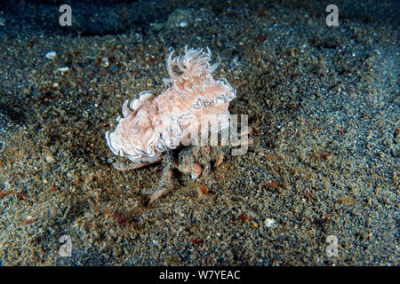 Urchin carrier Crab (Dorippe frascone) Durchführung einer großen Chromodorid Nacktschnecke (Glossodoris hikuerensis) für Tarnung und Schutz. Lembeh Strait, Nord Sulawesi, Indonesien. Stockfoto