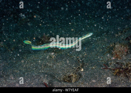 Haar-tail blenny (Xiphasia setifer) Erwachsene Freibad, weg von seinem BURROW, Lembeh Strait, Nord Sulawesi, Indonesien. Stockfoto