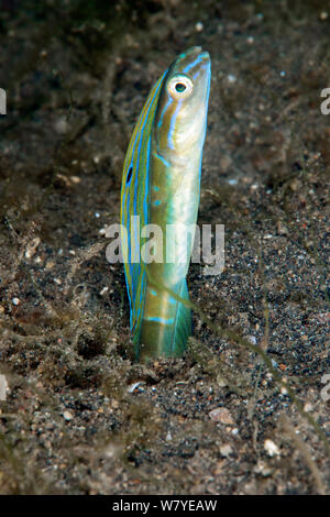 Haar-tail blenny (Xiphasia setifer) nach der Burrow, Lembeh Strait, Nord Sulawesi, Indonesien. Stockfoto