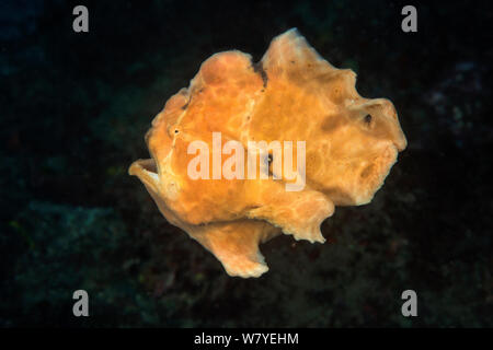 Riesige Seeteufel (Antennarius Commerson) schwimmen ungeschickt an den neuen Hinterhalt Standort, Lembeh Strait, Nord-Sulawesi, Indonesien. Stockfoto