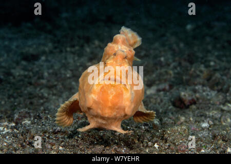 Riesige Seeteufel (Antennarius Commerson) schwimmen ungeschickt an den neuen Hinterhalt Standort, Lembeh Strait, Nord-Sulawesi, Indonesien. Stockfoto