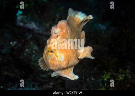 Riesige Seeteufel (Antennarius Commerson) schwimmen ungeschickt an den neuen Hinterhalt Standort, Lembeh Strait, Nord-Sulawesi, Indonesien. Stockfoto