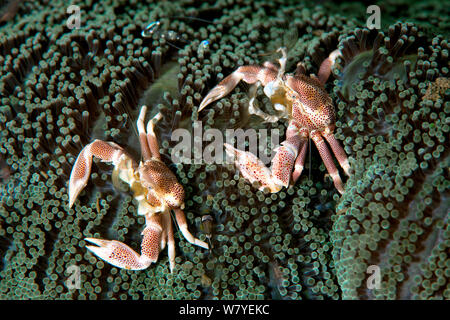 Gefleckte Porzellan Krabben (neopetrolisthes Maculatus) Paar. Lembeh Strait, Nord Sulawesi, Indonesien. Stockfoto