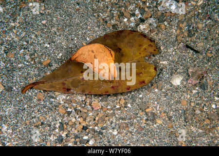 Orbicular fledermausfischen (Platax orbicularis) Blatt - wie Jugendliche auf Blatt getarnt, Lembeh Strait, Nord Sulawesi, Indonesien. Stockfoto