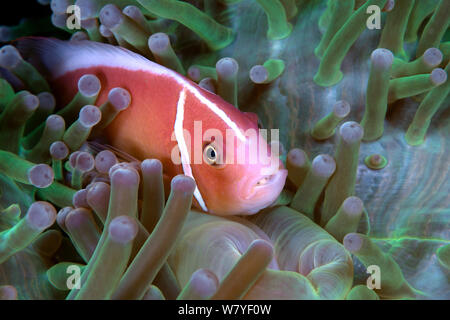 Rosa Anemonenfischen oder Rosa Stinktier Clownfisch (Amphiprion perideraion) im Host Anemone (Heteractis magnifica); mit parasitären Tongue-Biter Cymathoid Isopod (Cymothoa-exigua-). Lembeh Strait, Nord Sulawesi, Indonesien. Stockfoto