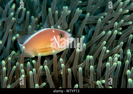 Rosa Clownfisch (Amphiprion perideraion) im Host Anemone (Heteractis crispa). Lembeh Strait, Nord Sulawesi, Indonesien. Stockfoto