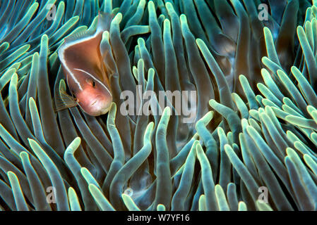 Rosa Clownfisch (Amphiprion perideraion) im Host Anemone (Heteractis crispa). Lembeh Strait, Nord Sulawesi, Indonesien. Stockfoto