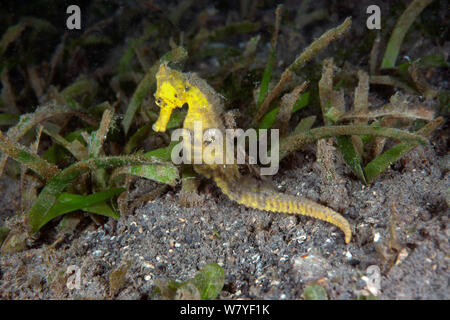 Mündung Seepferdchen (Hippocampus kuda) erwachsenen Weiblich, Lembeh Strait, Nord Sulawesi, Indonesien. Stockfoto