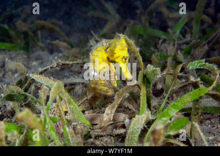 Mündung Seepferdchen (Hippocampus kuda) erwachsenen Weiblich, Lembeh Strait, Nord Sulawesi, Indonesien. Stockfoto