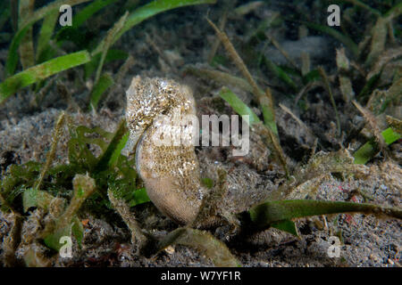 Mündung Seepferdchen (Hippocampus kuda) erwachsenen männlichen, mit Brut Beutel. Lembeh Strait, Nord Sulawesi, Indonesien. Stockfoto