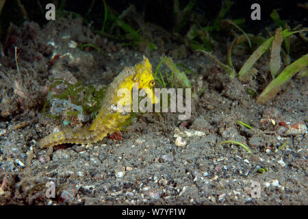 Mündung Seepferdchen (Hippocampus kuda) erwachsenen Weiblich, Lembeh Strait, Nord Sulawesi, Indonesien. Stockfoto