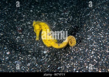 Mündung Seepferdchen (Hippocampus kuda) erwachsenen Weiblich, Lembeh Strait, Nord Sulawesi, Indonesien. Stockfoto