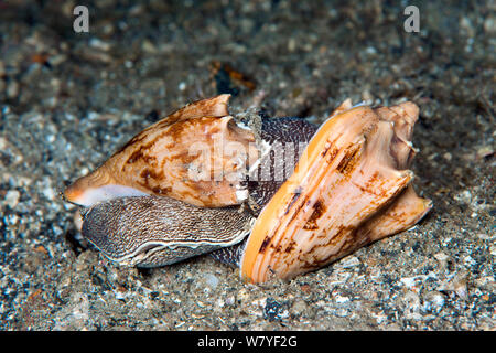 Bat Spiralgehäuse räuberischen Meeresschnecken (cymbiola Paarung, vespertilio) Lembeh Strait, Nord Sulawesi, Indonesien. Stockfoto